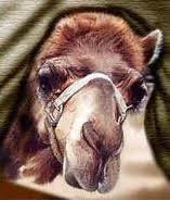 Control the Camel!