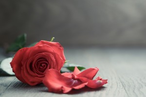 As the Life of a Flower …