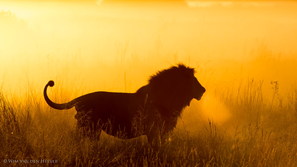 The Lion Who Wants To Be Your King