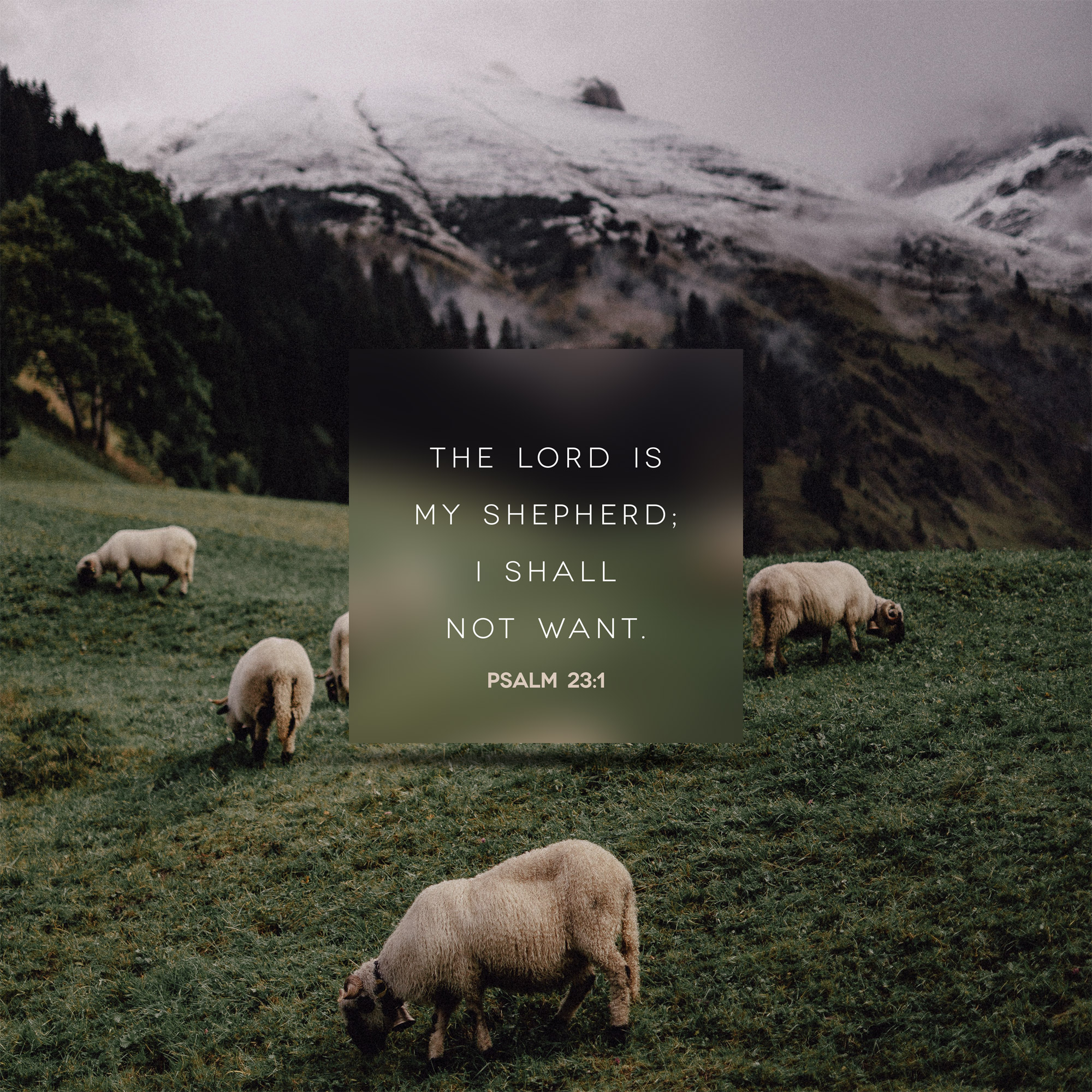 The One Shepherd We All Need …
